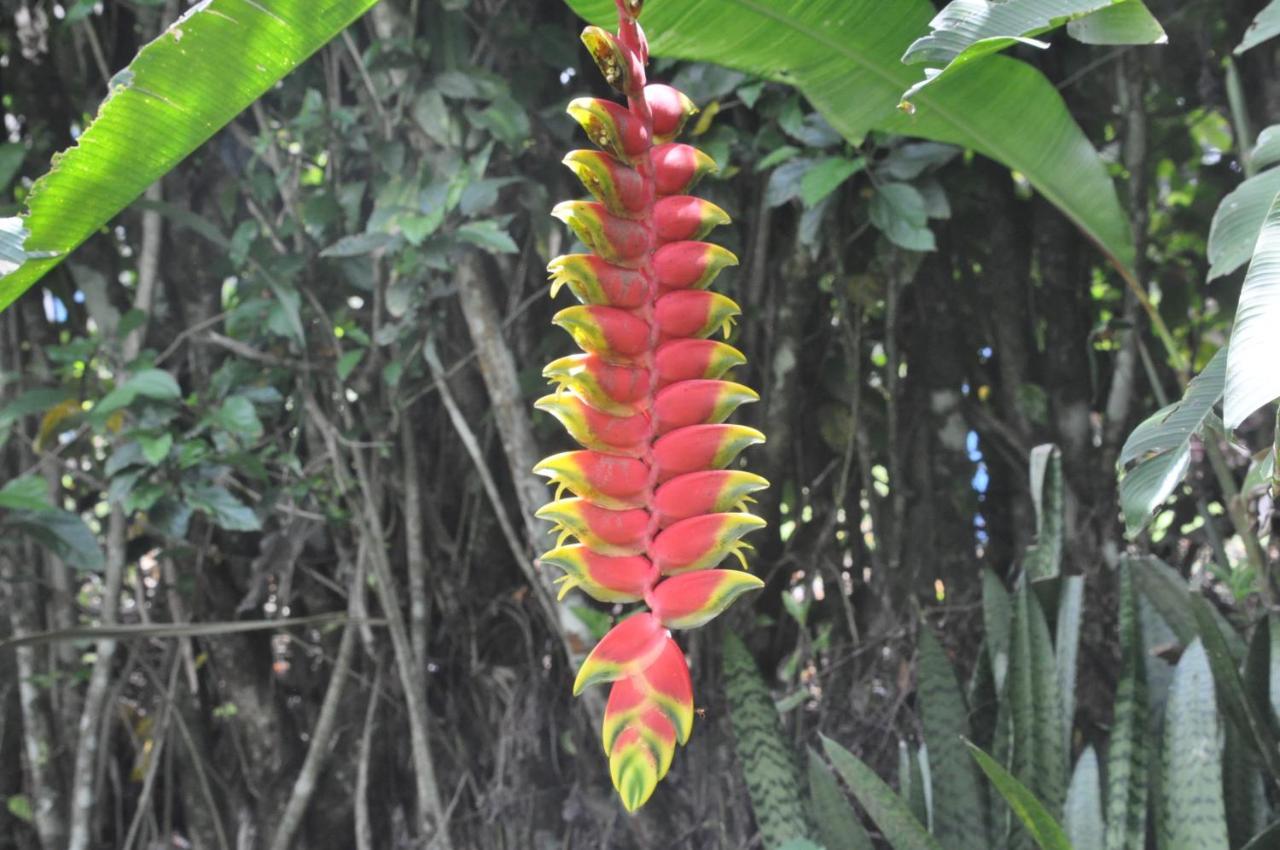 Hospedaje Amanecer Bed & Breakfast Turrialba Eksteriør bilde